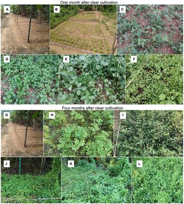 Replacement control of Mikania micrantha in orchards and its eco-physiological mechanism